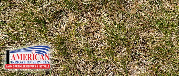 Why Are There Brown Spots in my Lawn