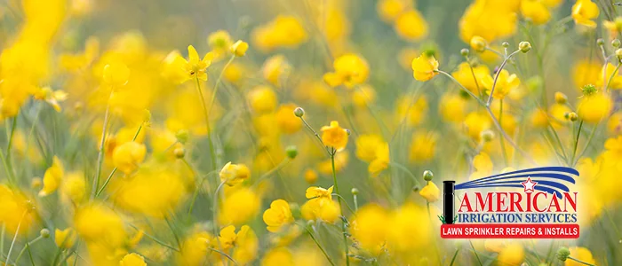 Florida Flowers That Thrive With Proper Irrigation