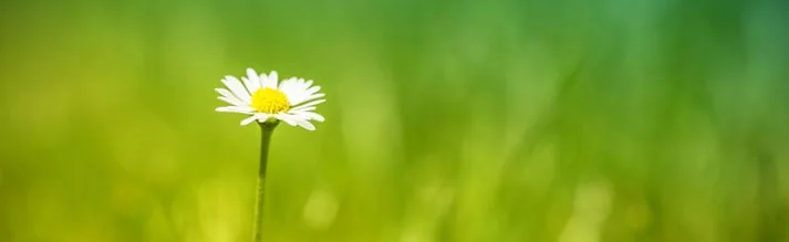 Protect and Preserve Your Landscaping in Tampa by Installing Sprinklers