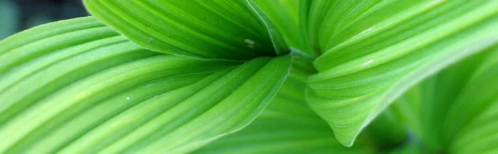 A Custom Designed Tampa Irrigation System is Perfect for Any Yard