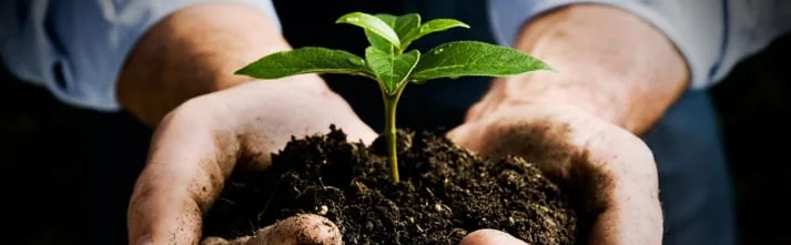 Hands holding a seedling in fresh soil