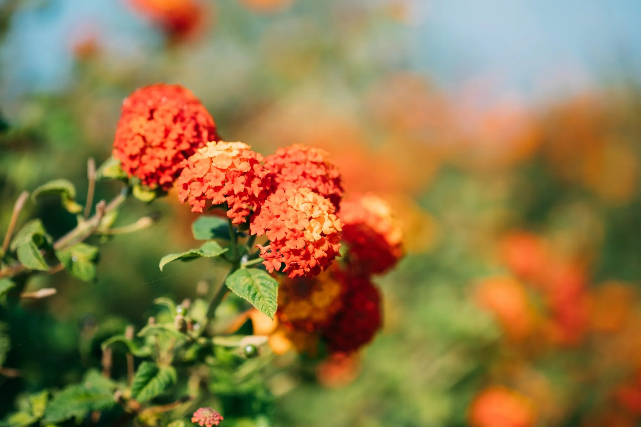 Blooming orange lantana flowers
